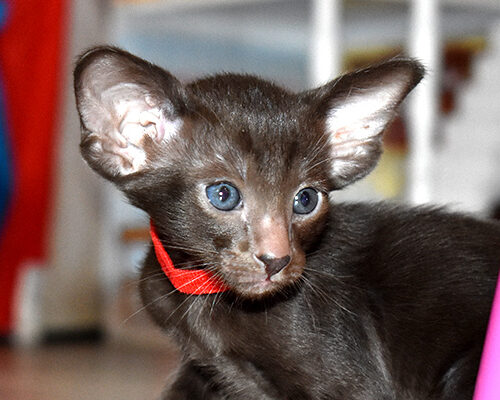 Freya Chocolate Oriental shorthair Female kitten for sale