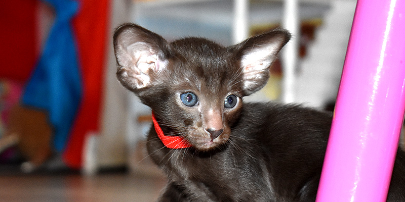 Chocolate Oriental Shorthair kittens for sale