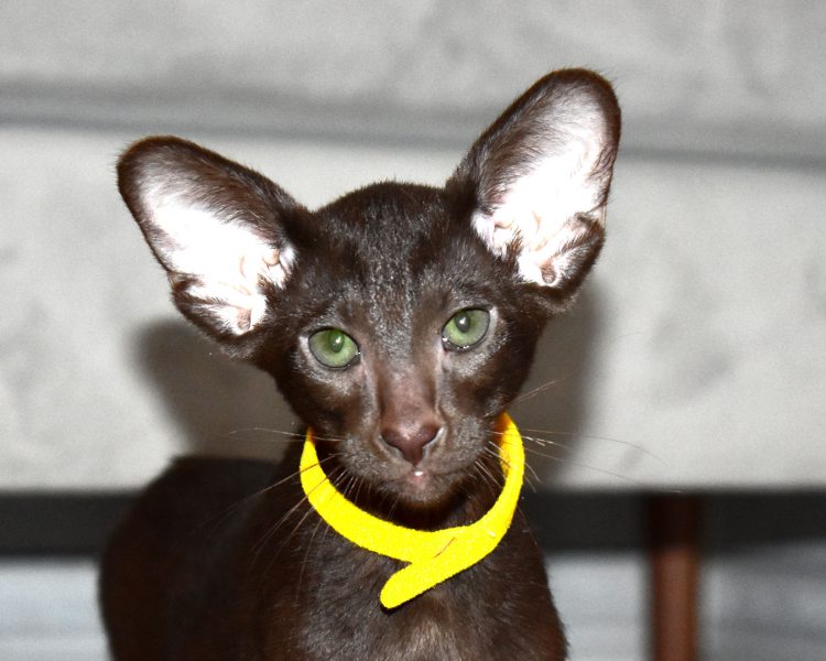 Chocolate Oriental Shorthair kitten