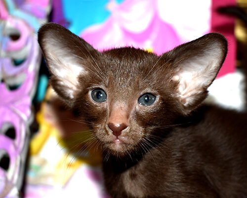 Available for sale Oriental Shorthair kitten Chocolate male available for adoption