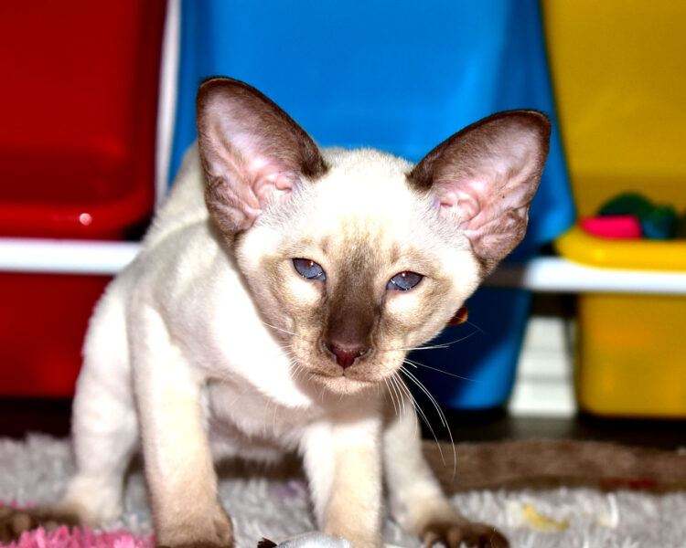 Siamese kitten for sale