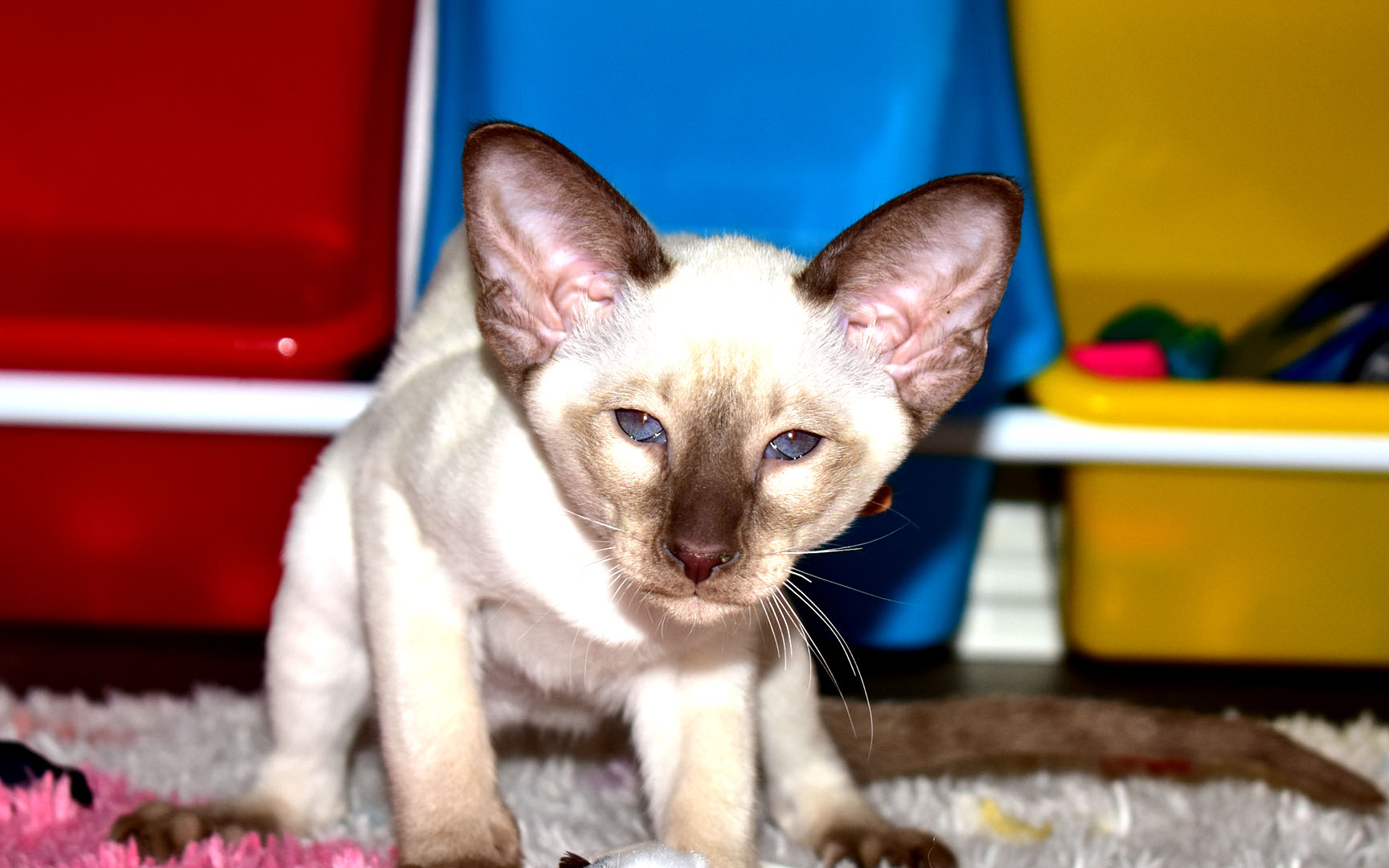 Siamese kitten for sale