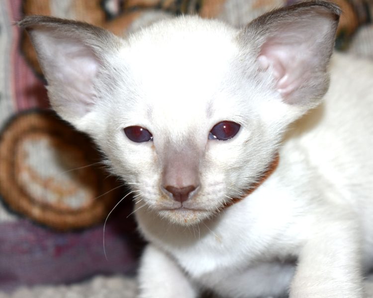 Siamese kitten for sale