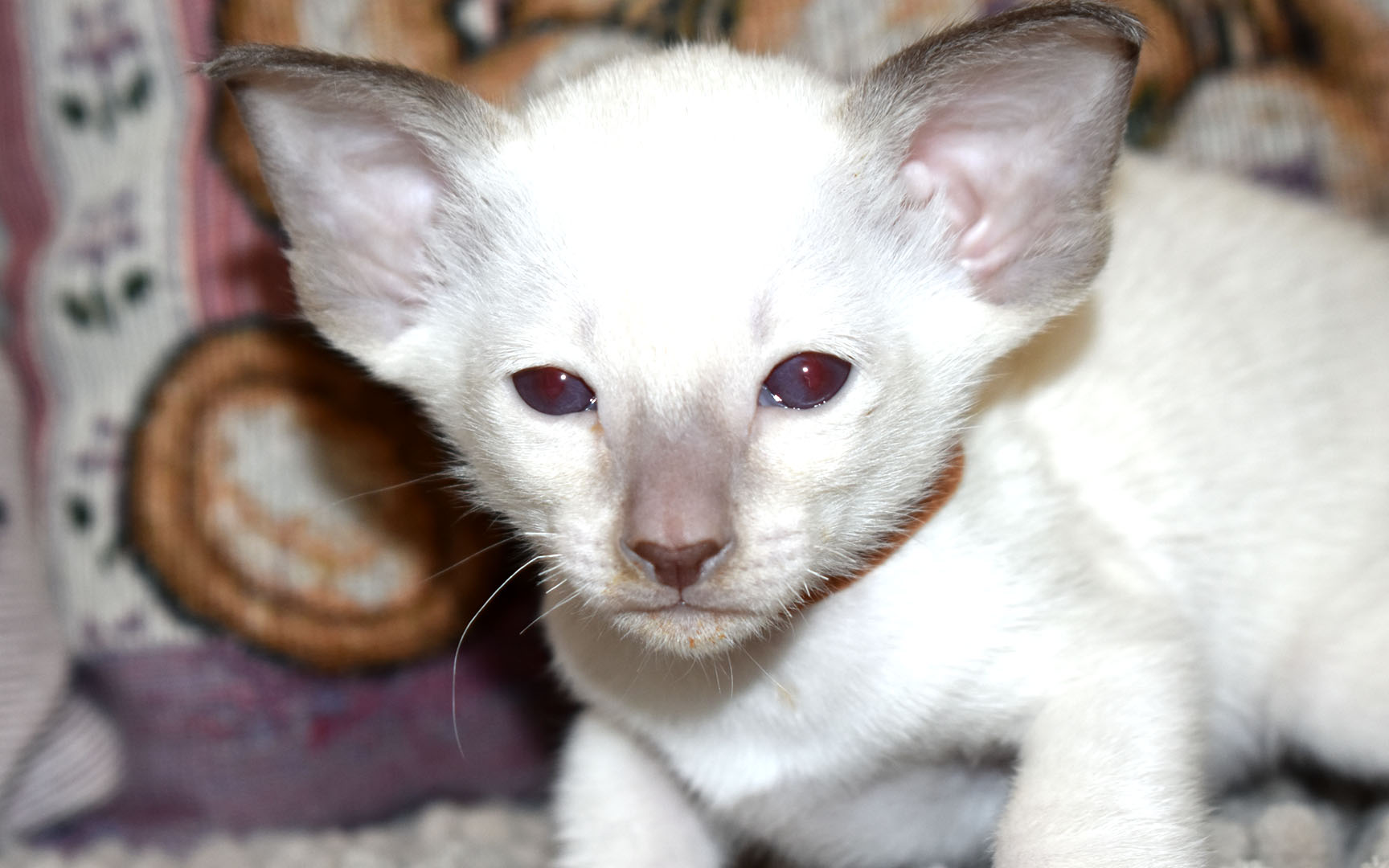 Siamese kitten for sale