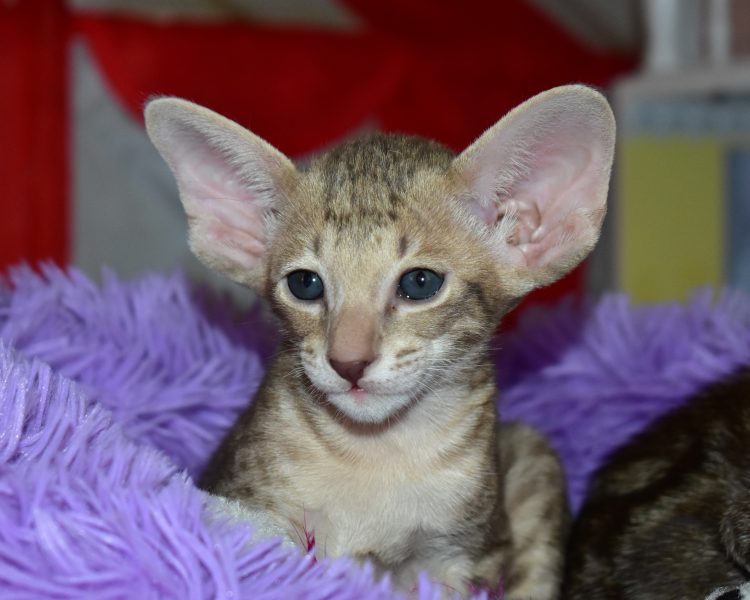 Claude Lilac Spotted Tabby Oriental shorthair Male kitten for sale