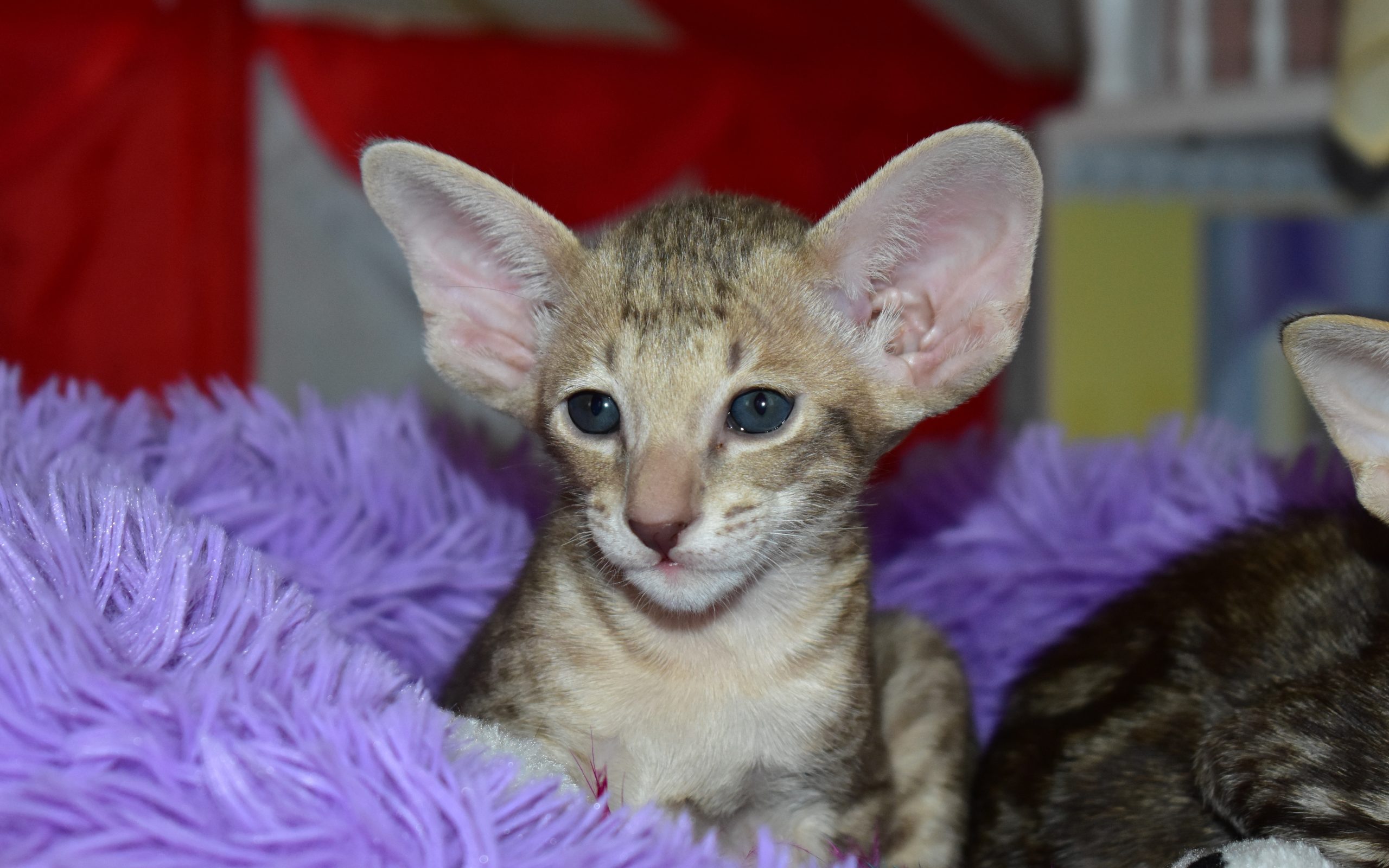 oriental shorthair Lilac spotted tabby male kitten for sale