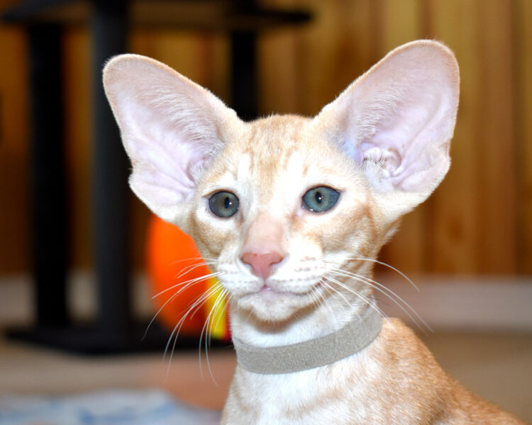 Filippo Red Spotted Tabby Oriental shorthair Male kitten for sale