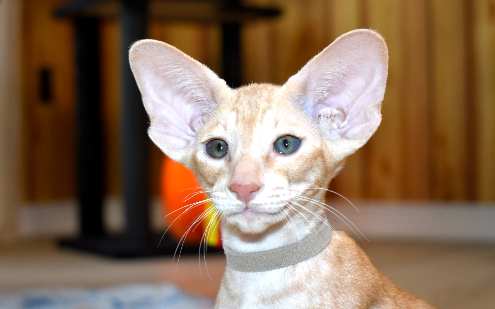 Red spotted oriental shorthair male kitten for sale