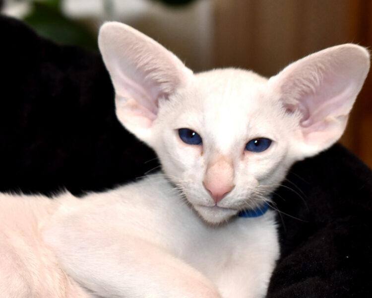 Gioseppe White with Blue Eyes Oriental shorthair Male kitten for sale