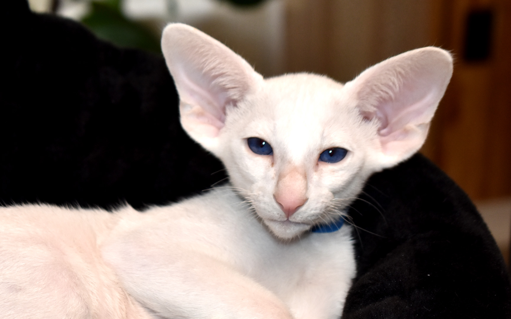 White Oriental Shorthair kitten for sale