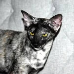 HURREM Black Tortie Oriental Shorthair Cat Queen of Cat Aristocrat cattery