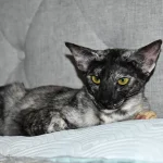 HURREM Black Tortie Oriental Shorthair Cat Queen of Cat Aristocrat cattery is lying on a bed