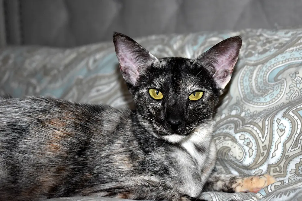 HURREM Black Tortie Oriental Shorthair Cat Queen of Cat Aristocrat cattery is lying on a bed