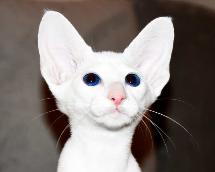 Hermes White with Blue Eyes Oriental shorthair Male kitten for sale