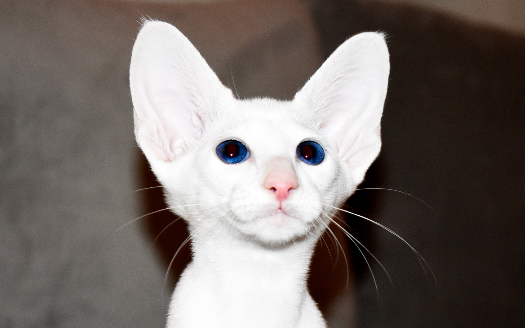 White Oriental Shorthair kitten for adoption