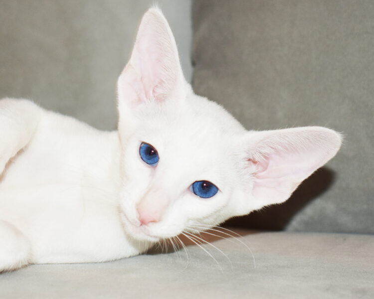 Hermes White with Blue Eyes Oriental shorthair Male kitten for sale