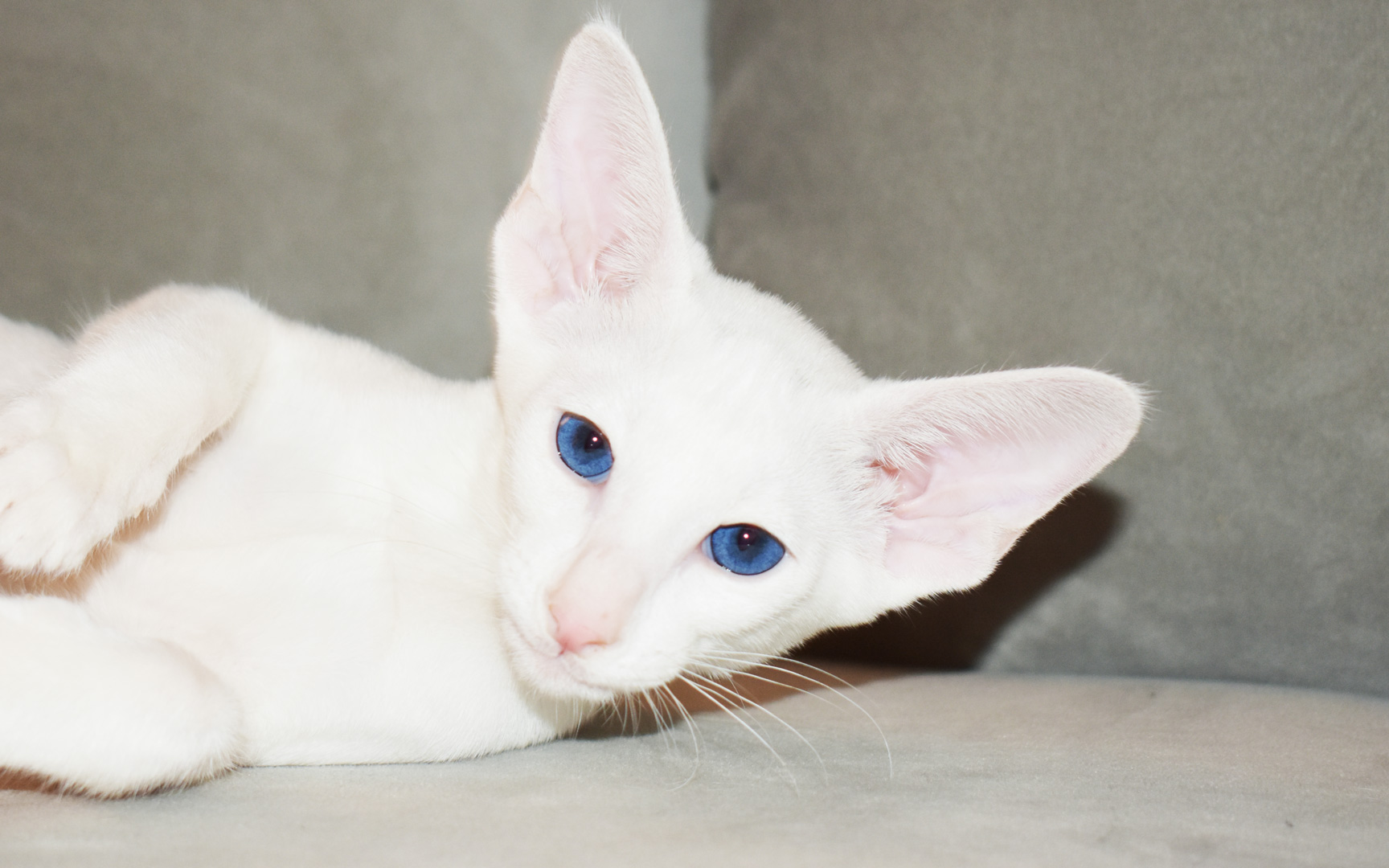 White Oriental Shorthair kitten for adoption