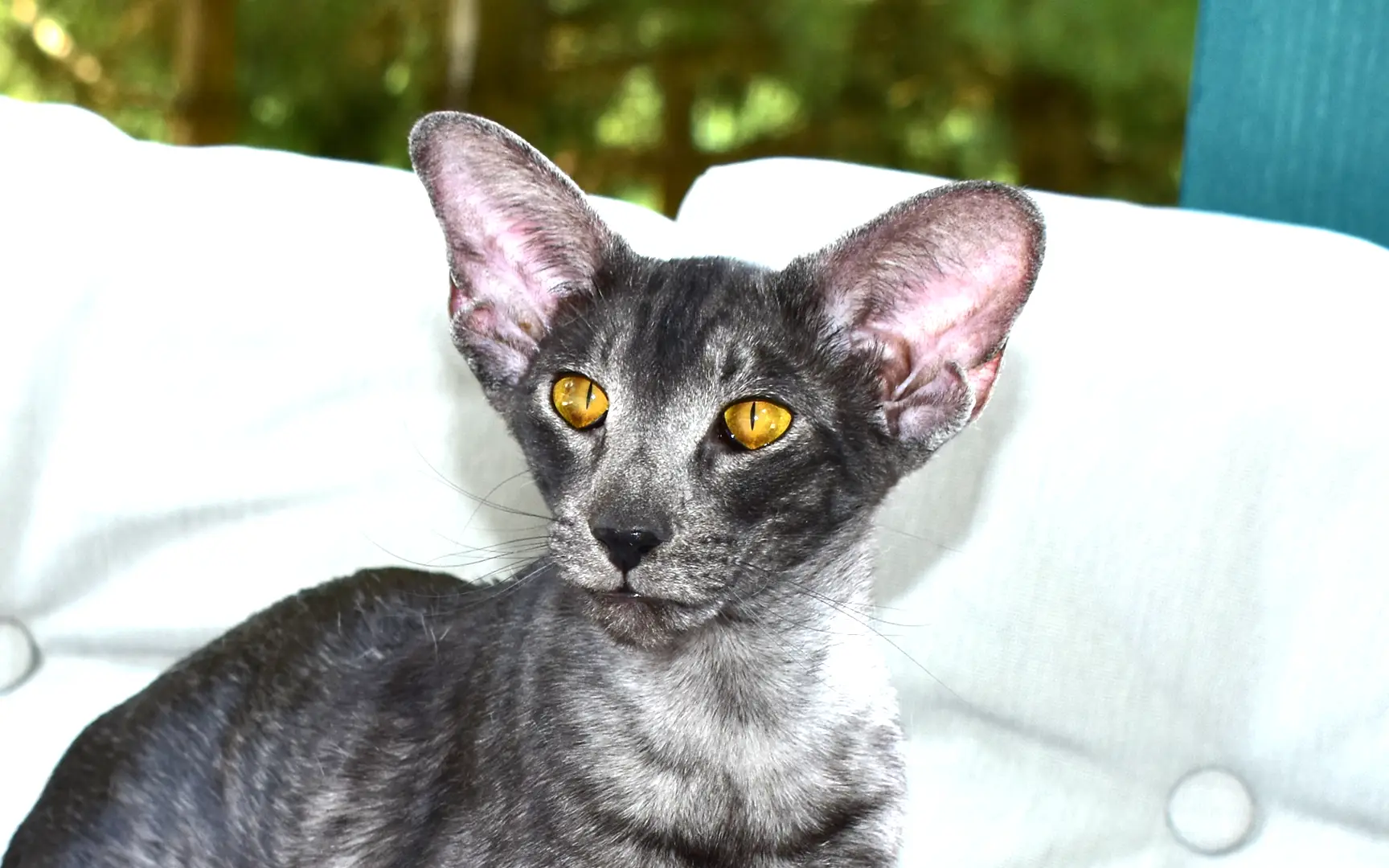 Indira Black Smoke oriental shorthair cat