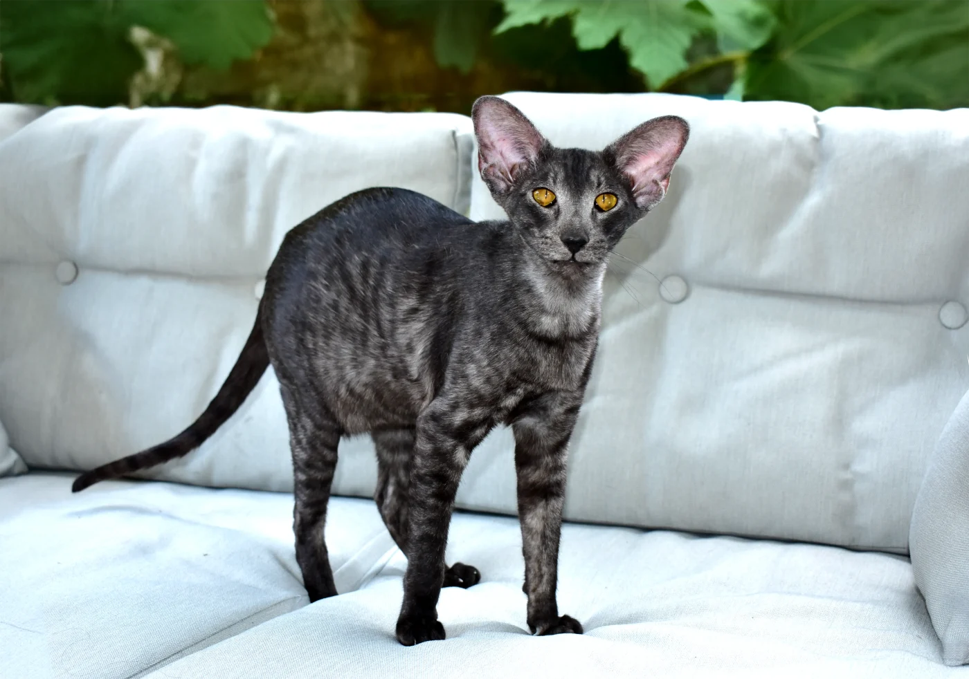 Oriental Shorthair Cats For Sale