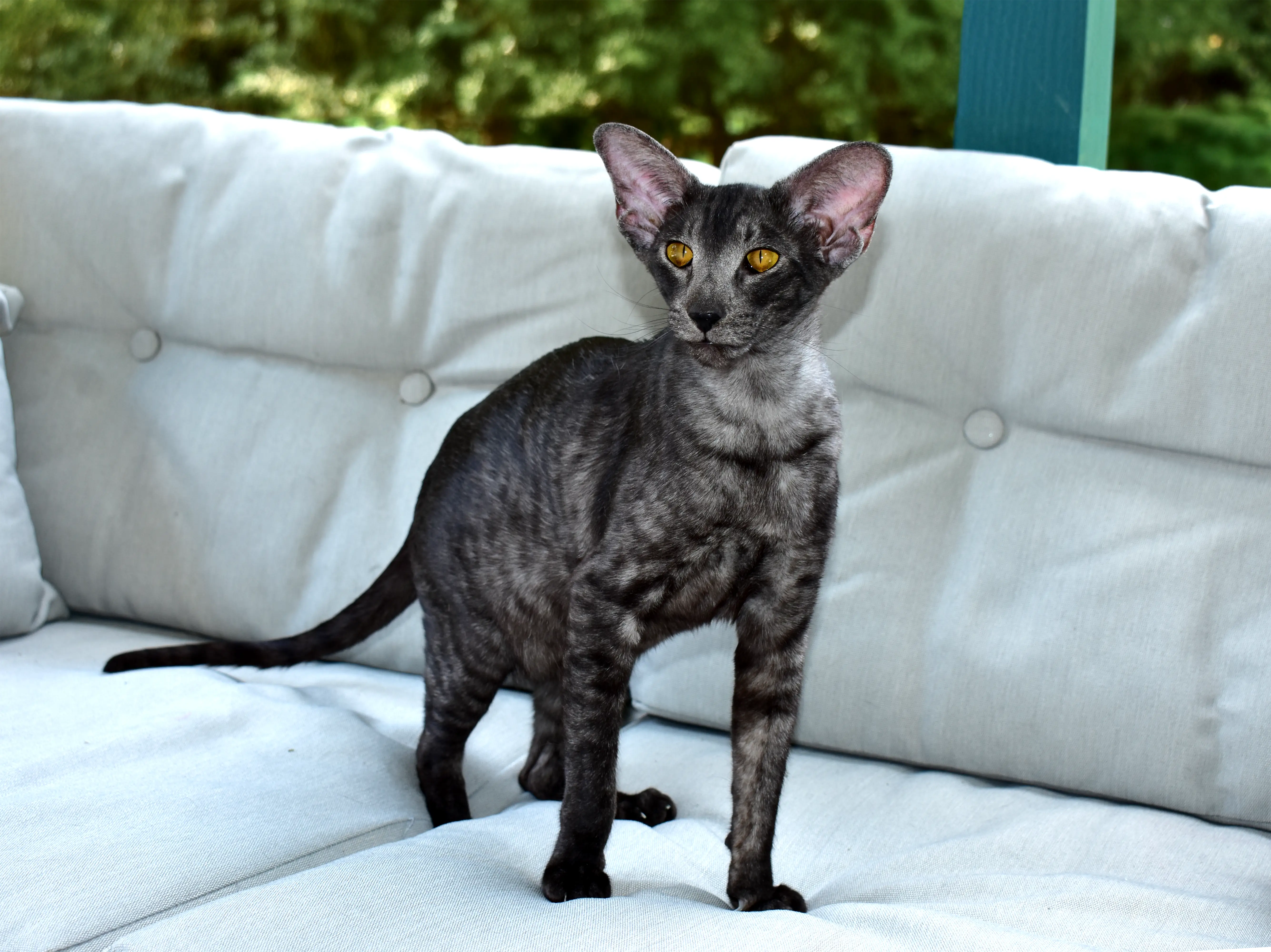 Black Smoke Oriental Shorthair Cat from Cataristocrat Cattery