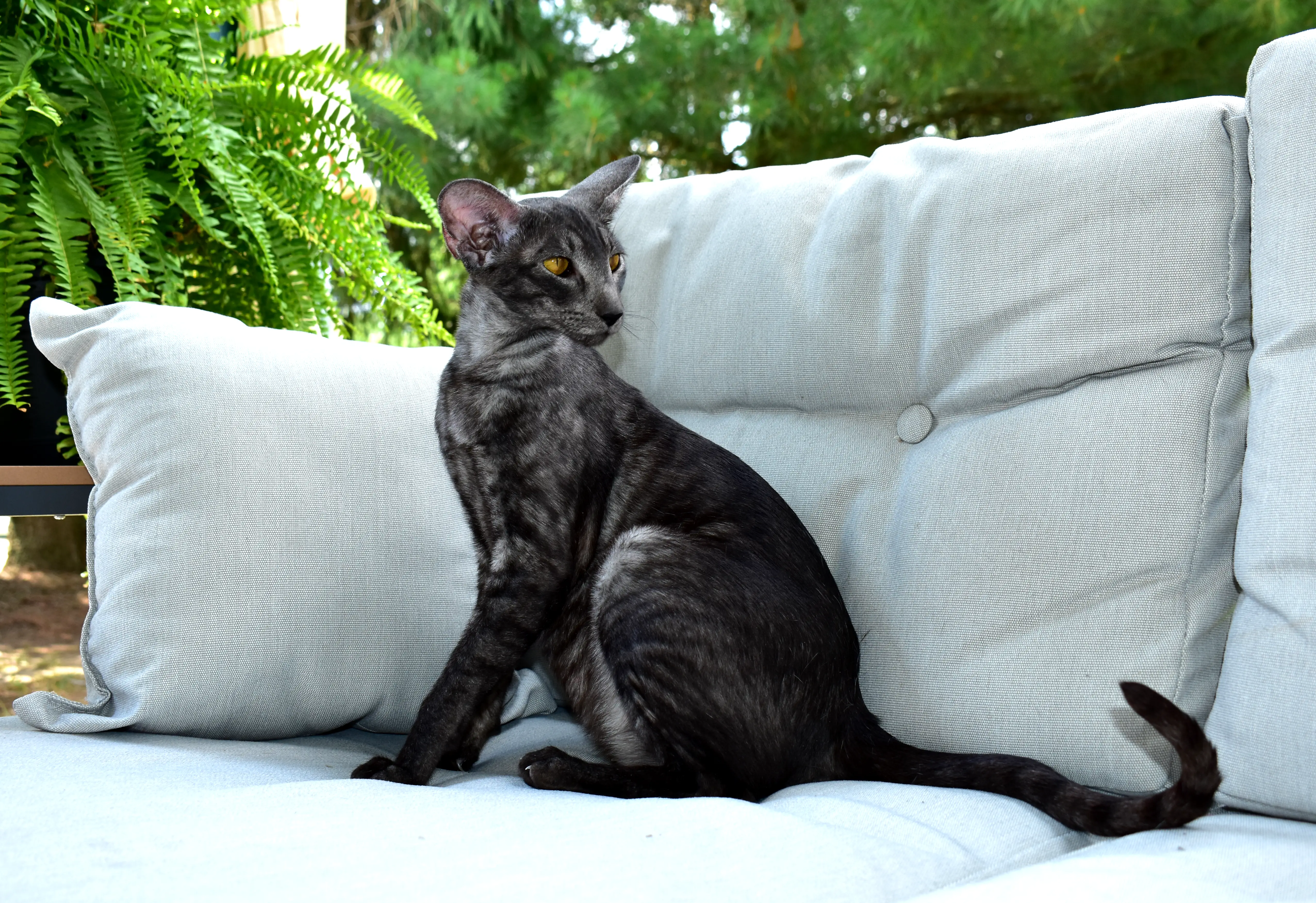 Black Smoke Oriental Shorthair Cat from Cataristocrat Cattery