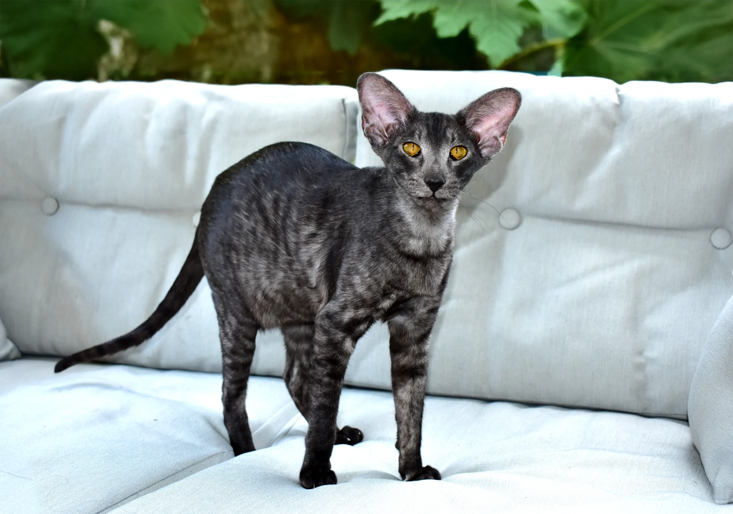 Black Smoke Oriental Shorthair Cat from Cataristocrat Cattery