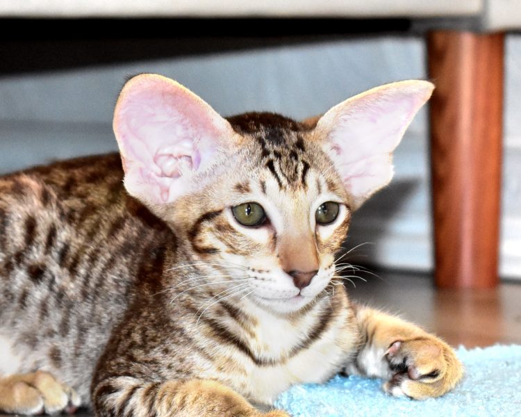 Leia Chocolate Spotted Tabby Oriental shorthair Female kitten for sale