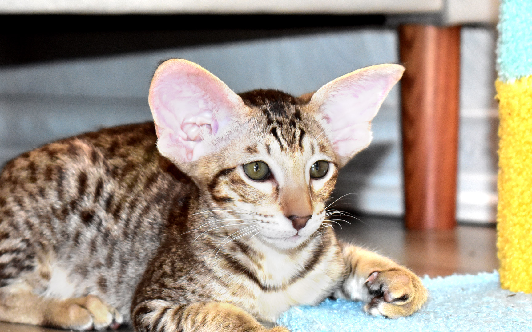 Chocolate spotted tabby female Oriental Shorthair kitten