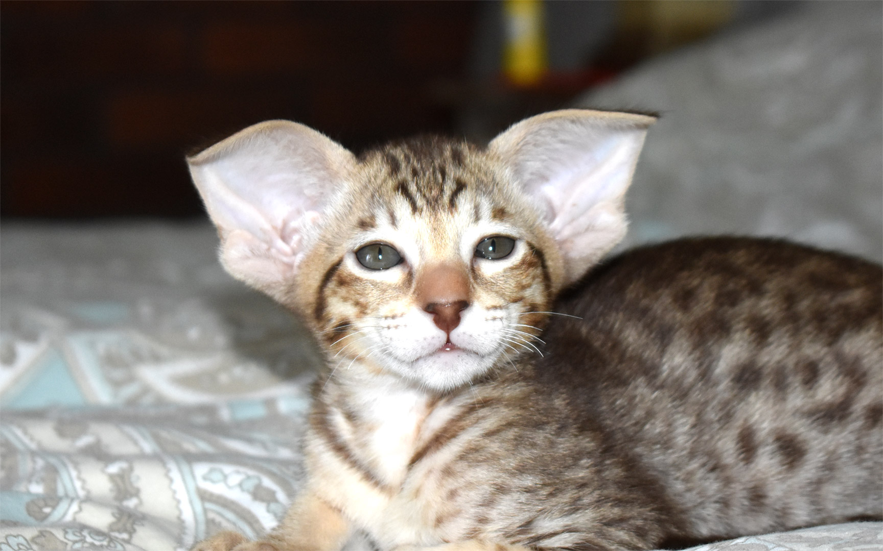 Chocolate spotted tabby female Oriental Shorthair kitten