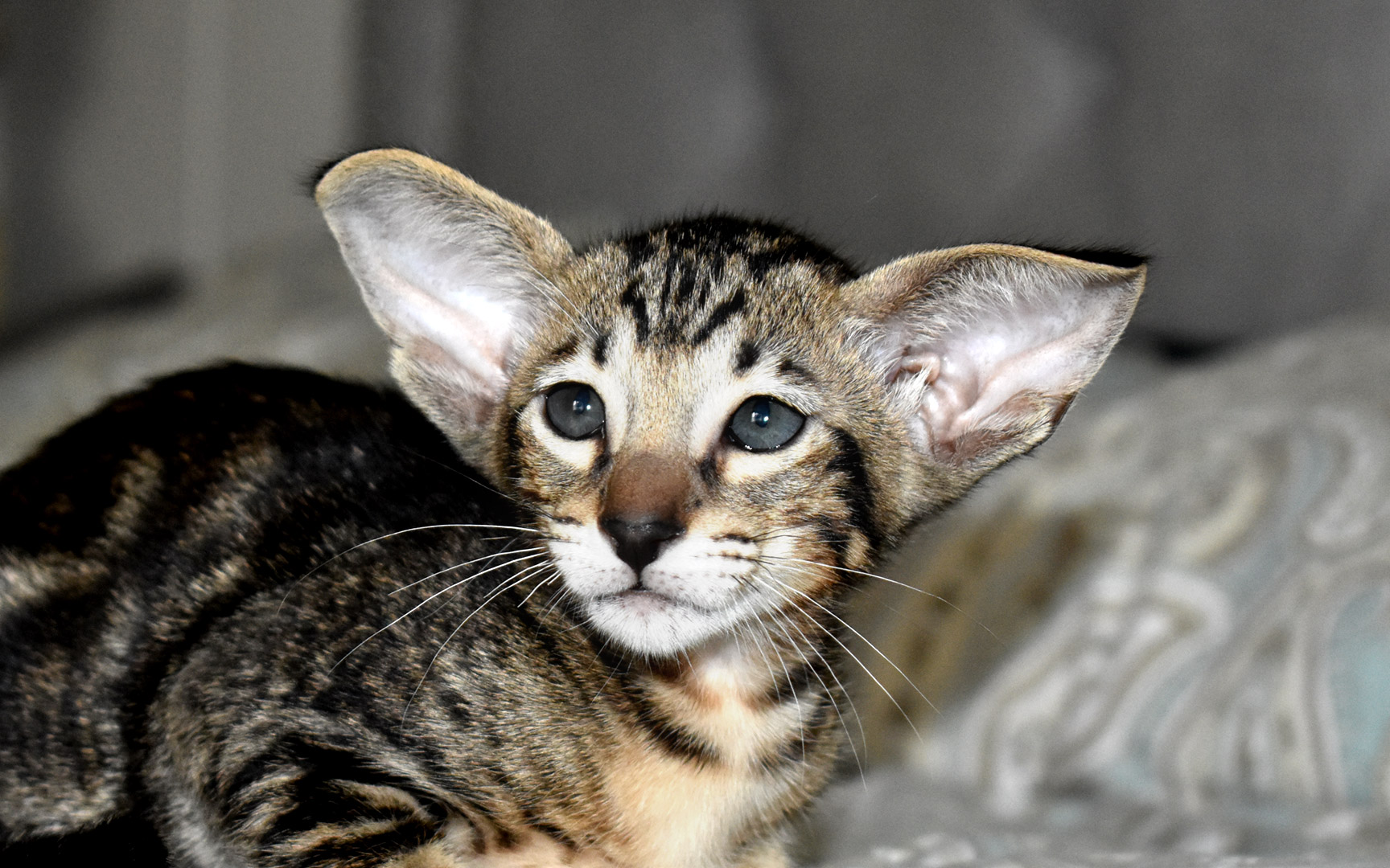 Black marbled tabby female Oriental Shorthair kitten 7 weeks