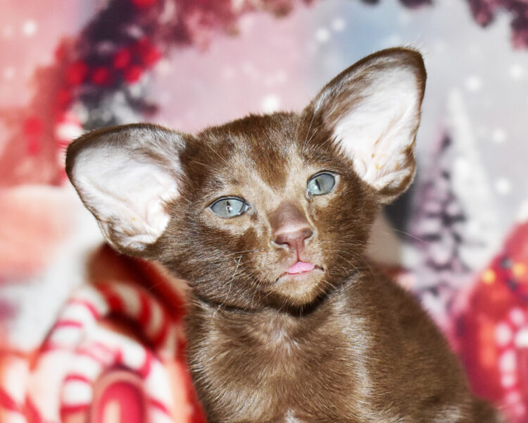 Tonkatsu aka Leonardo Chocolate Oriental shorthair Male kitten for sale