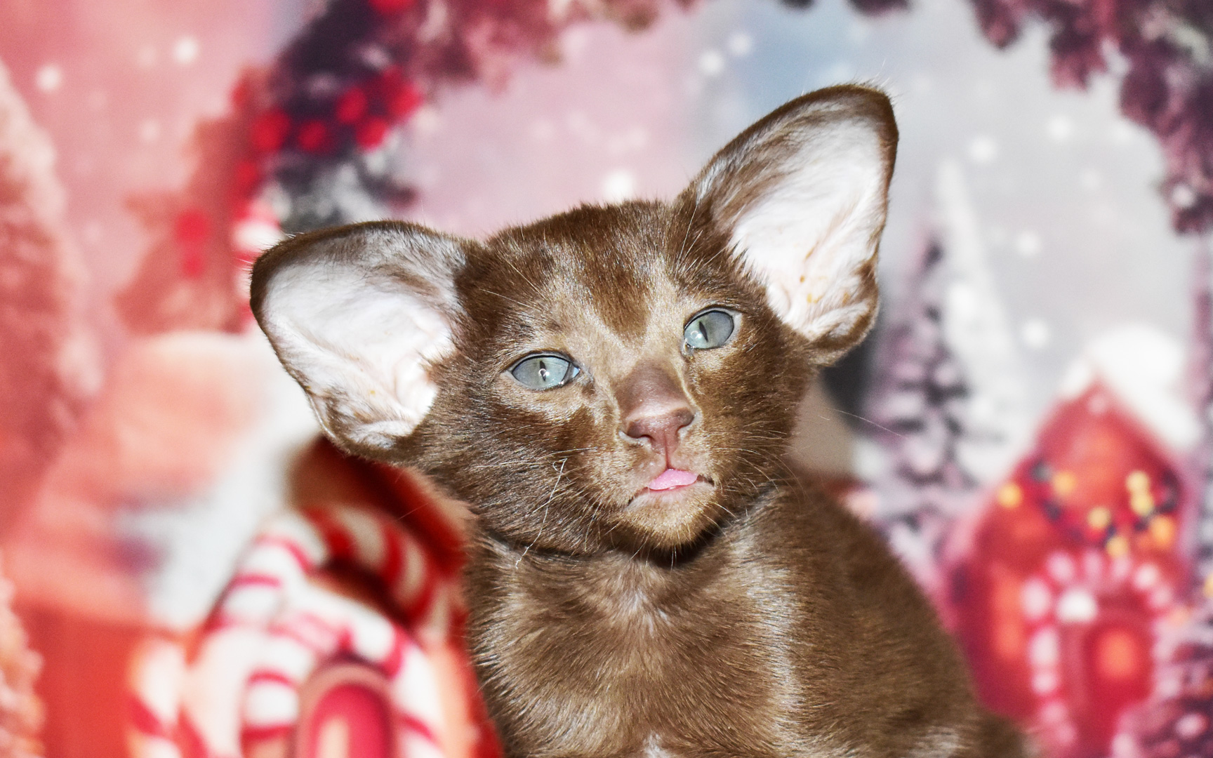Oriental Shorthair kitten for sale