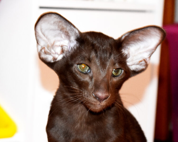 Tonkatsu aka Leonardo Chocolate Oriental shorthair Male kitten for sale