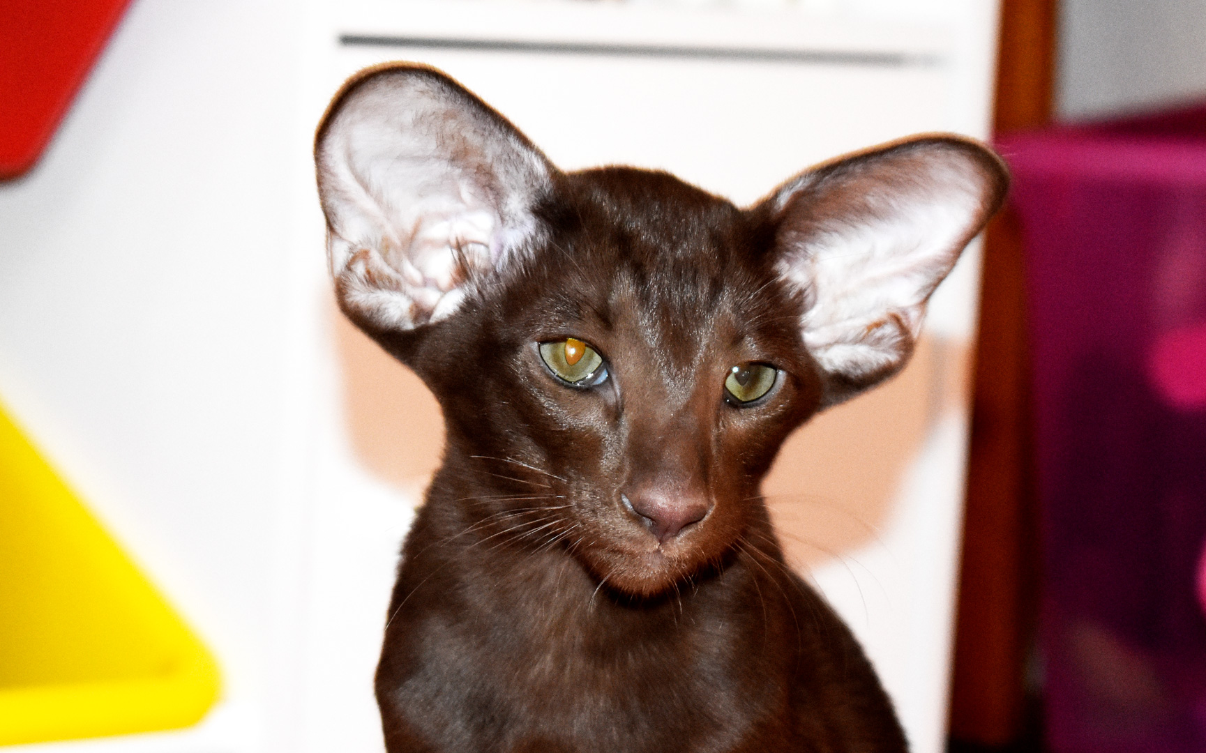 Chocolate Oriental male kitten for sale