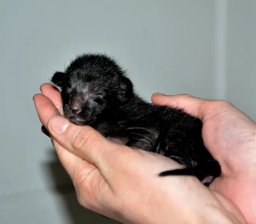 Olga Shatokhina holds on her hands a black oriental shorthair baby kitten