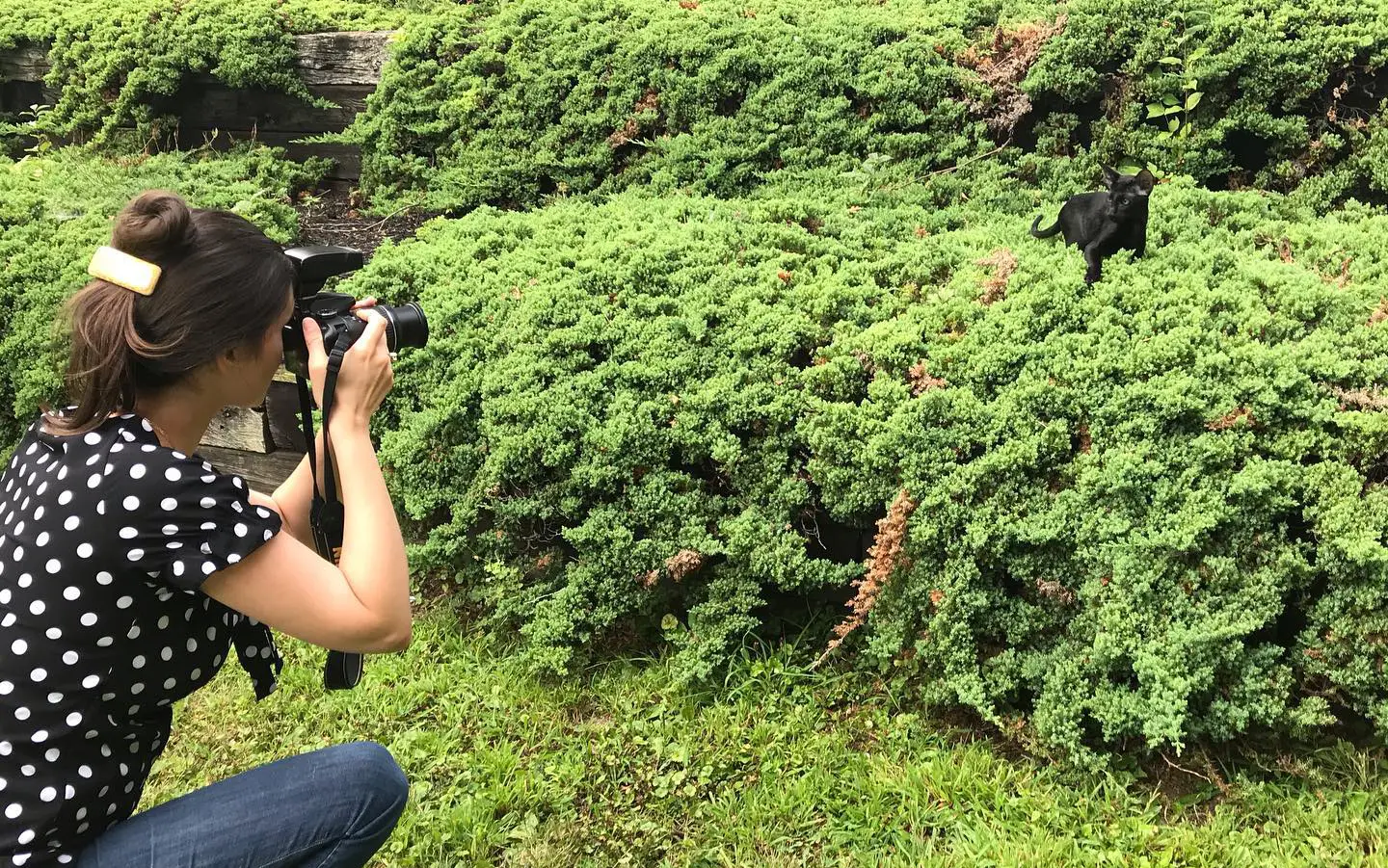 Olga Shatokhina is taking a photoshoot of an Oriental Shorthair kitten at a park