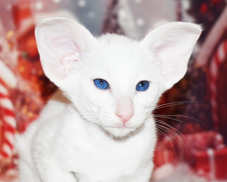 Olympia White with Blue Eyes Oriental shorthair Female kitten for sale