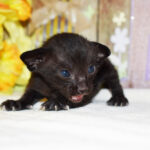 Freyja Black Oriental shorthair kitten