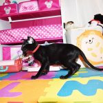 Sultan Black Oriental shorthair kitten
