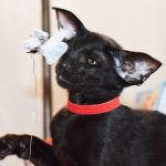 Sultan Black Oriental shorthair kitten