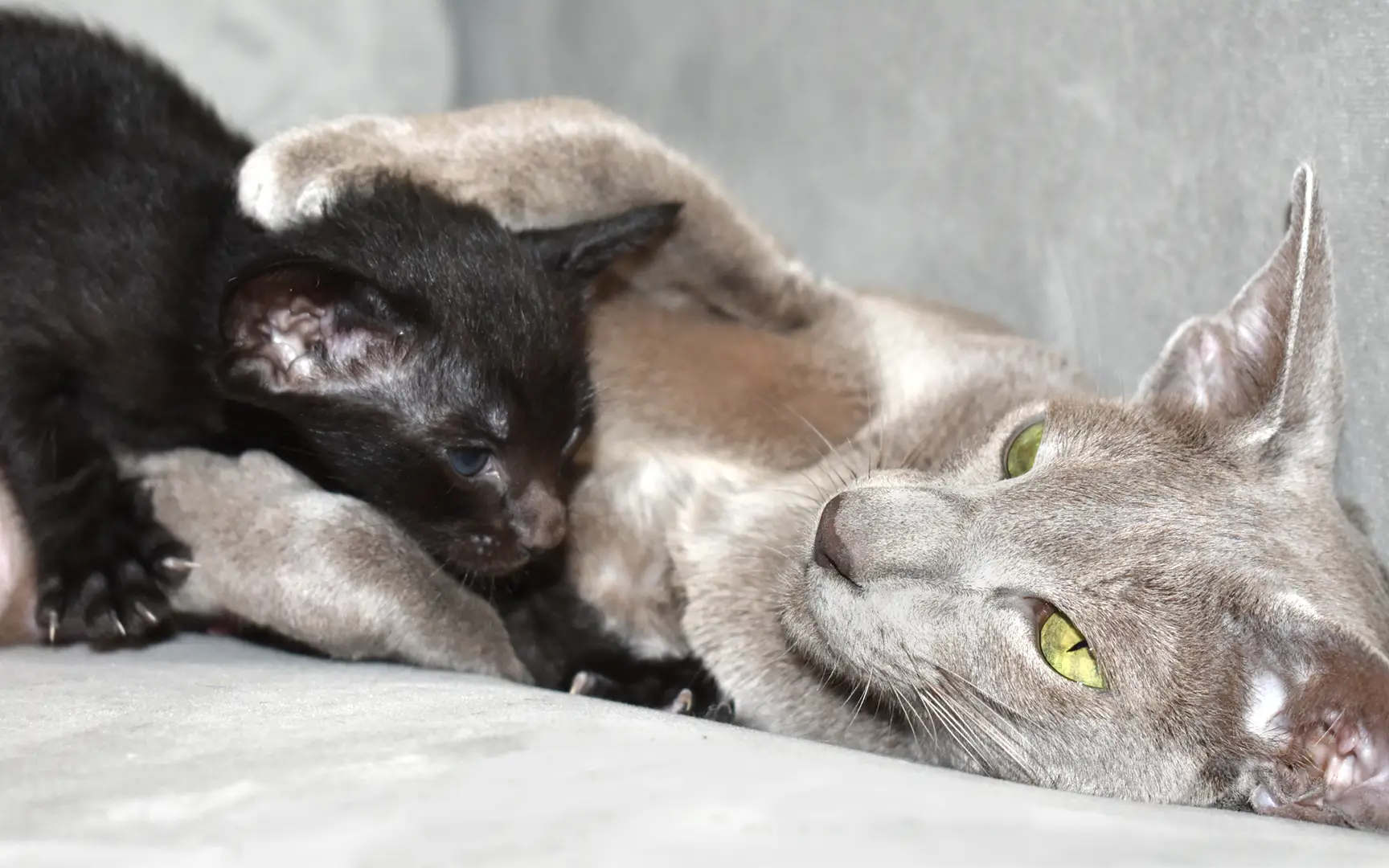 Oriental Shorthair cat mother hugging her kitten