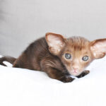 Backeye Chocolate Oriental shorthair kitten