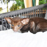 Backeye Chocolate Oriental shorthair kitten