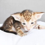 Bihma Chocolate-marbled-tabby Oriental shorthair kitten