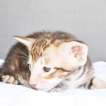 Bihma Chocolate-marbled-tabby Oriental shorthair kitten