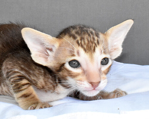 Bihma Chocolate-marbled-tabby Oriental shorthair Male kitten for sale