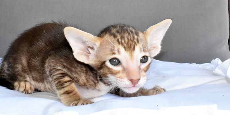 Oriental shorthair cat for sale