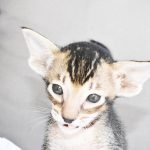 Ruby Black Ticked Tabby Oriental shorthair kitten