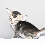 Ruby Black Ticked Tabby Oriental shorthair kitten