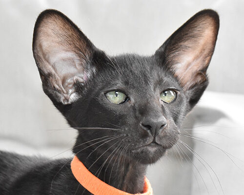 Black male Oriental Shorthair kitten for sale